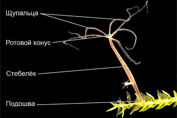 Что будет если зайти в кракен